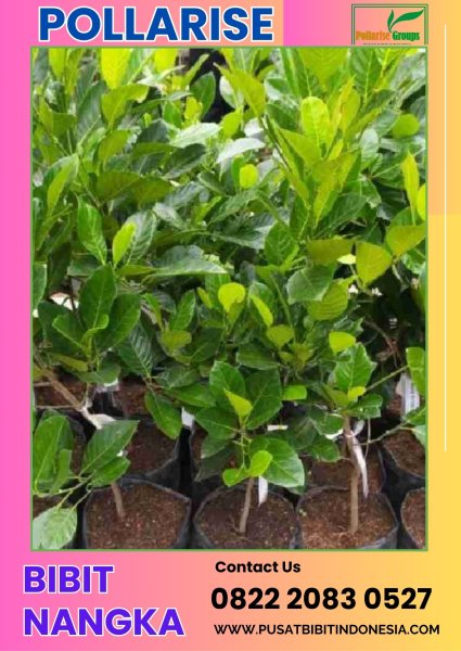 0822 2083 0527 ( Tsel ) Pollarisee  Bibit Nangka Di Malang