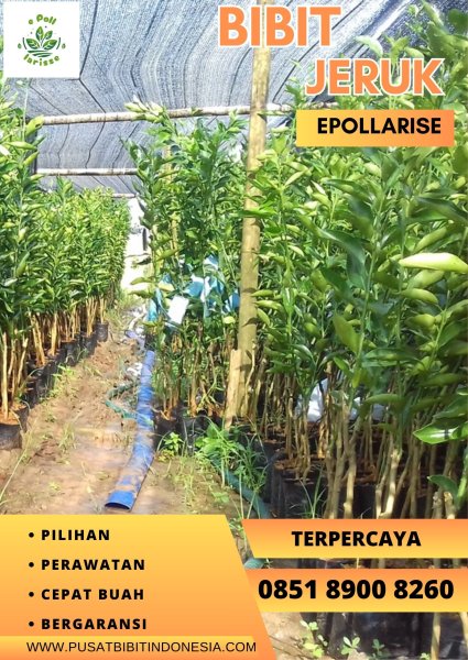 0851.8900.8260 (tsel) e pollarise Bibit Jeruk Santang Madu Di Solo