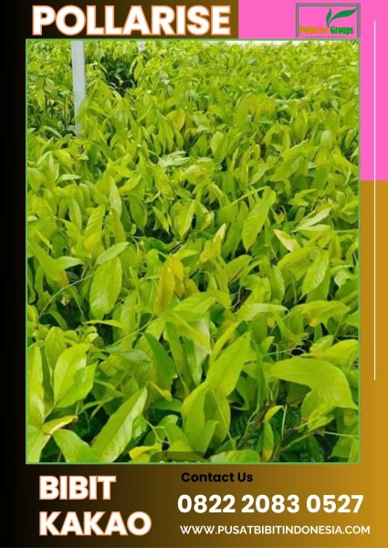 0822 2083 0527 (TSEL) Pollarise  Bibit Kakao Bersertifikat, Bibit Kakao Terbaik Pollarise