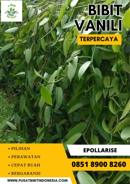 0851.8900.8260 (tsel) e pollarise  Bibit Vanili Di Bandung