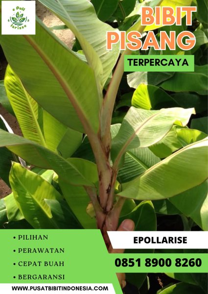 0851 8900 8260 (Tsel) Bibit Pisang Kepok Tanjung