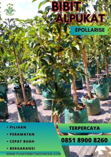 0851.8900.8260 (tsel) epollarise  Harga Bibit Alpukat Okulasi