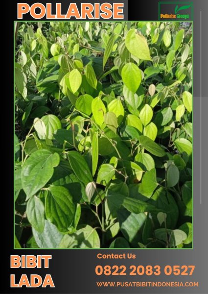 0822.2083.0527 (Tsel) Pollarise   Bibit Lada Perdu Tasikmalaya Jawa Barat