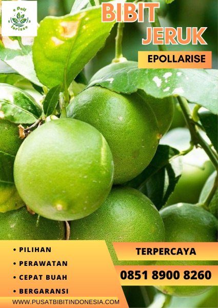 0851.8900.8260 (tsel)  e pollarise  Bibit Jeruk Nipis Di Payakumbuh