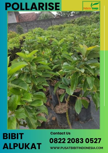 0822 2083 0527 (TSEL) Pollarise  Bibit Alpukat Long Green, Gambar Bibit Alpukat