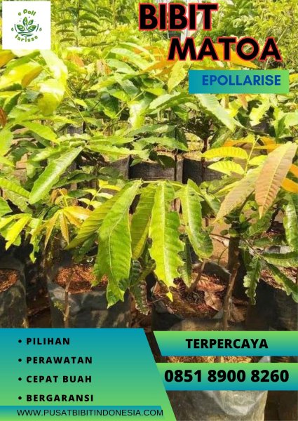 0851 8900 8260 (TSEL)  Bibit Matoa Okulasi