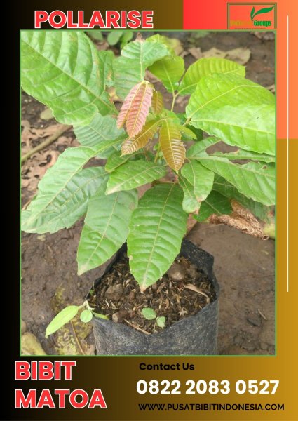 0822 2083 0527 (TSEL) Bibit Pohon Matoa Dari Biji