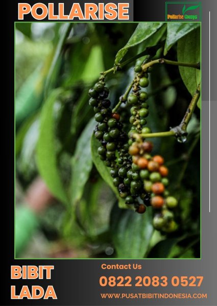 0822.2083.0527 (Tsel) Pollarise   Benih Lada Perdu