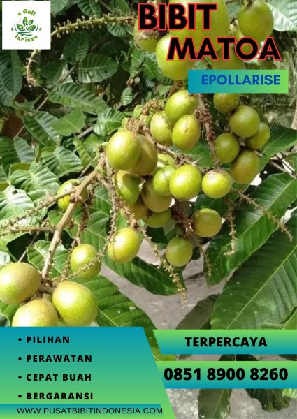 0851 8900 8260 (TSEL)  Harga Bibit Matoa Di Medan