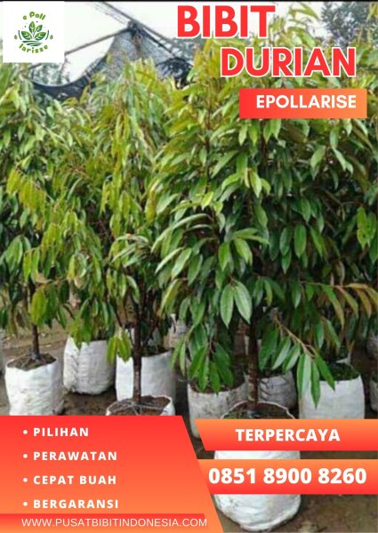 0851.8900.8260 (Tsel)  Bibit Durian Musang King Dongkelan, Bibit Durian Musang King Di Bogor