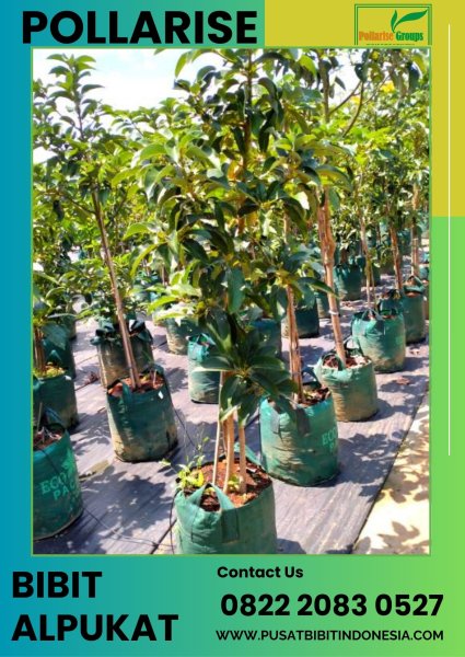 0822 2083 0527 (TSEL) Pollarise  Bibit Alpukat Jumbo Jatim, Bibit Alpukat Jambon