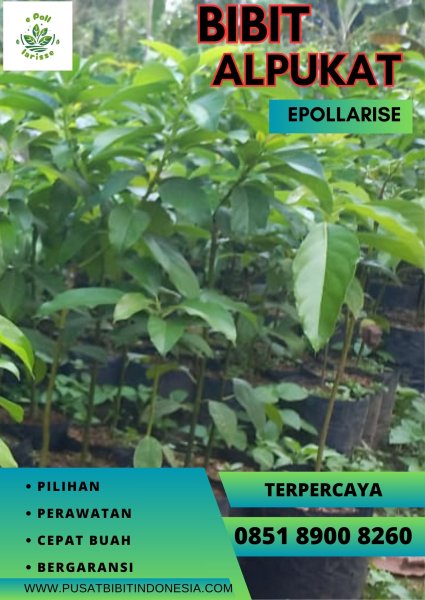 0851.8900.8260 (tsel) epollarise   Bibit Okulasi Alpukat