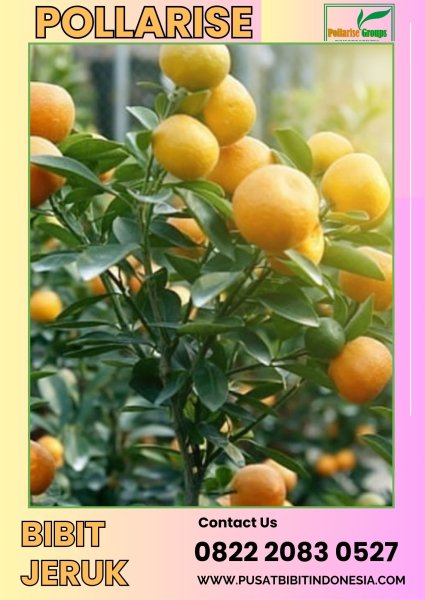0822.2083.0527 (Tsel) Pollarise  Bibit Jeruk Santang Madu Surabaya