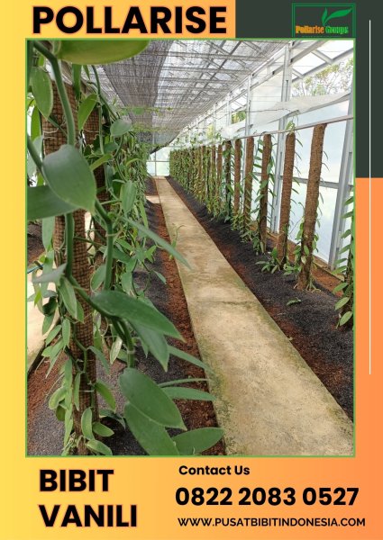 0822.2083.0527 (Tsel) Pollarise  Sentral Bibit Vanili Di Bogor