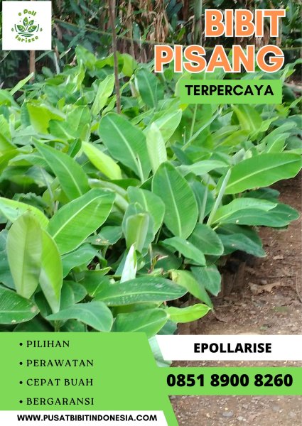 0851 8900 8260   (Tsel) Jual Bibit Pisang Semarang