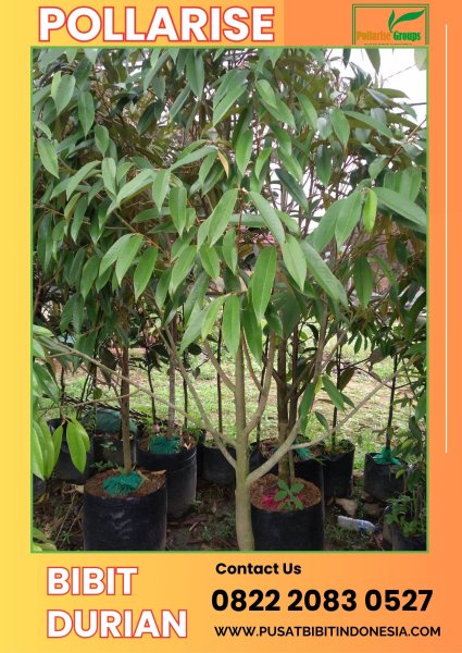 Pollarise 0822.2083.0527 (Tsel)   Bibit Durian Montong Kebumen