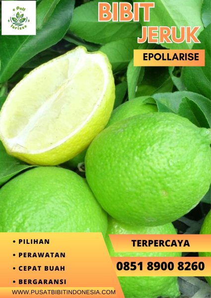 0851.8900.8260 (tsel)  e pollarise  Bibit Jeruk Purut Di Purworejo