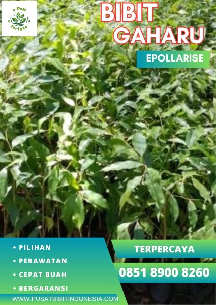 0851 8900 8260 (TSEL) Bibit Gaharu Kinan