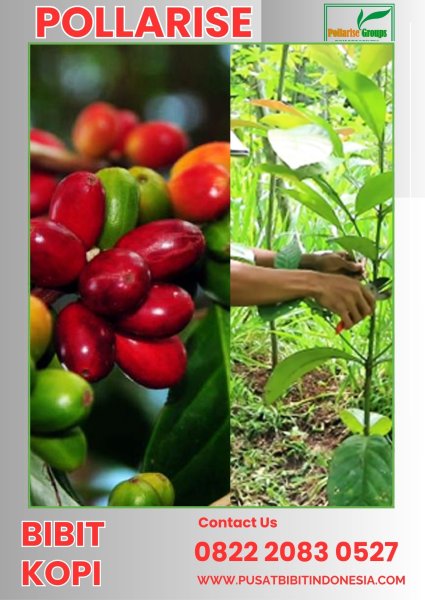 0822 2083 0527 ( Tsel ) Pollarise  Bibit Kopi Arabika Jember