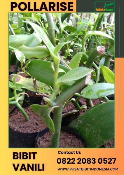 0822.2083.0527 (Tsel) Pollarise  Sentral  Benih Tanaman Vanili
