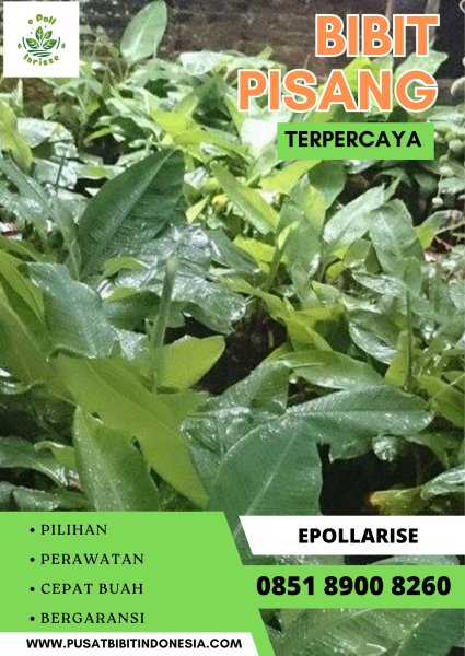 CALL 0851 8900 8260 Bibit Pisang Barangan Medan