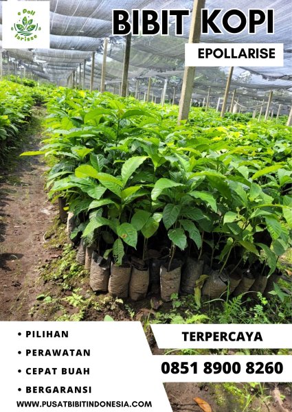 0851 8900 8260 ( Tsel ) e pollarise  Bibit Kopi, Bibit Kopi Di Trenggalek
