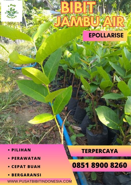 0851 8900 8260 (TSEL) Bibit Jambu Air Super Green