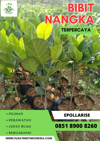 0851 8900 8260 ( Tsel ) e pollarise  Bibit Nangka Madu Super