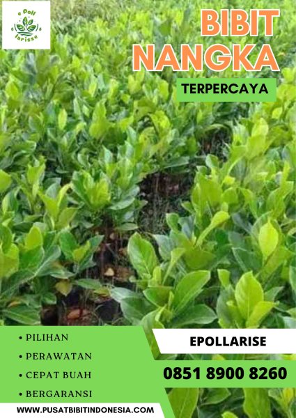 0851 8900 8260 ( Tsel ) e pollarise  Bibit Nangka Madu