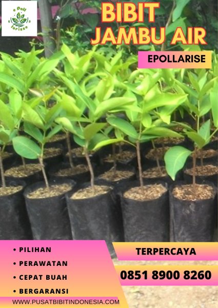 0851 8900 8260 (TSEL) Jual Bibit Jambu Air Green Giant