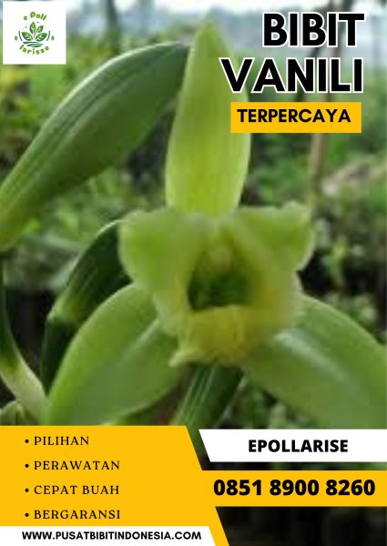 0851.8900.8260 (tsel) e pollarise  Bibit Vanili Temanggung