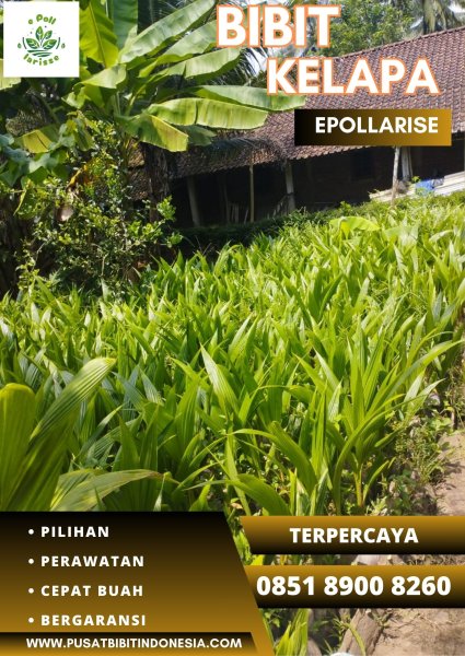 0851.8900.8260 (TSEL) epollarise  Jual Bibit Kelapa Jakarta