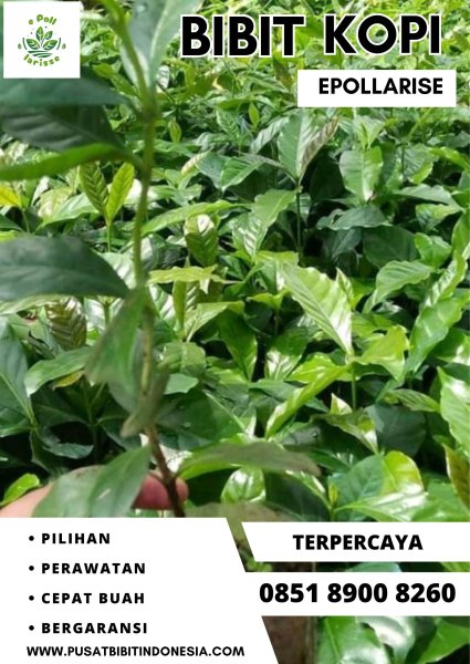 0851 8900 8260 ( Tsel ) e pollarise  Bibit Kopi, Bibit Kopi Di Purworejo