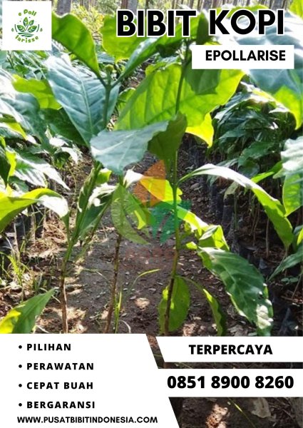 0851 8900 8260 ( Tsel ) e pollarise  Bibit Kopi, Bibit Kopi Di Purworejo