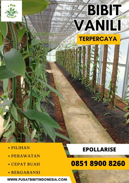 0851.8900.8260 (tsel) e pollarise  Bibit Vanili Purworejo