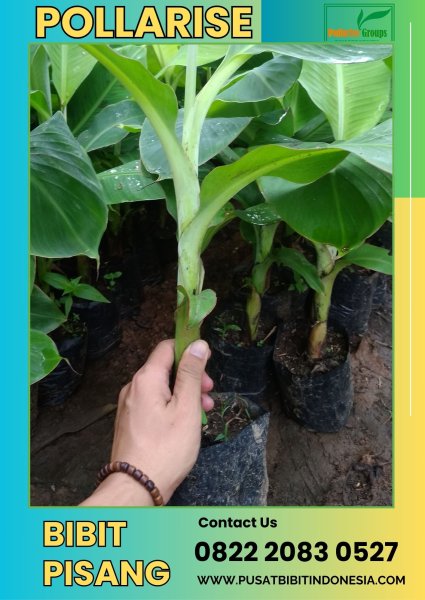 CALL 0822.2083.0527 Jual Bibit Pisang Kepok Merah