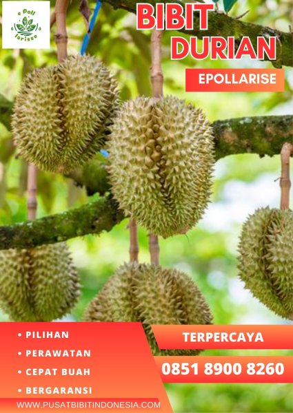 0851.8900.8260 (Tsel)  Bibit Durian Petruk Asli, Jual Bibit Durian Petruk Di Jepara