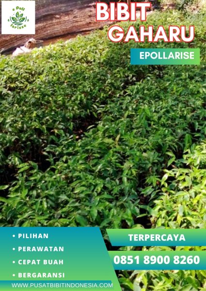 0851 8900 8260 (TSEL) epollarise Jual Bibit Gaharu Di Medan