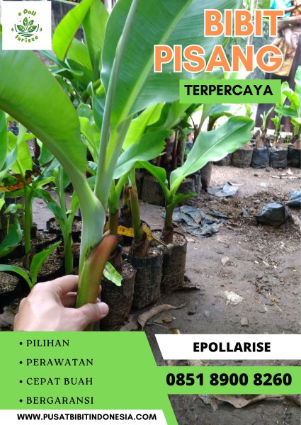 CALL 0851 8900 8260  Bibit Pisang Barangan Di Medan