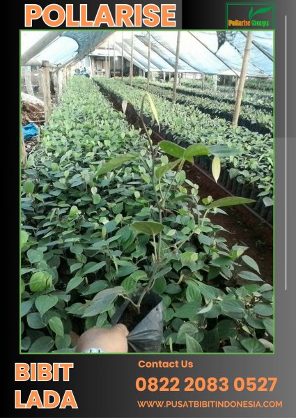 0822.2083.0527 (Tsel) Pollarise  Biji Benih Lada