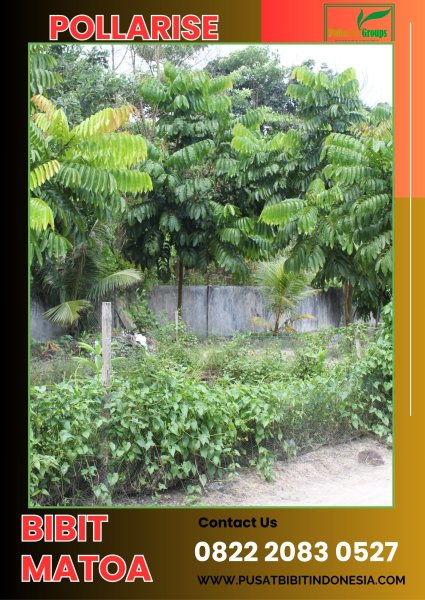 0822 2083 0527 (TSEL) Pollarise Bibit Buah Matoa Di Malang