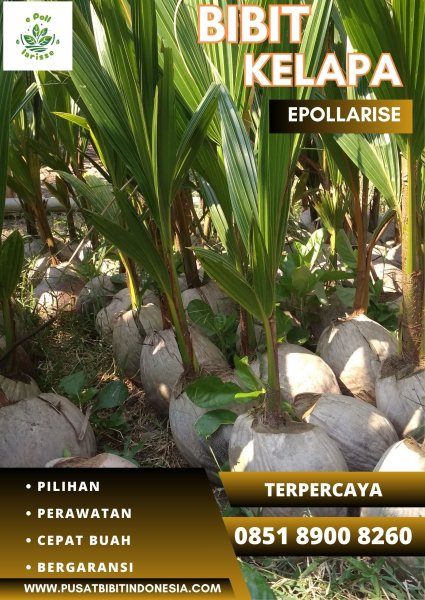 0851.8900.8260 (TSEL) epollarise  Bibit Kelapa Hibrida Hijau