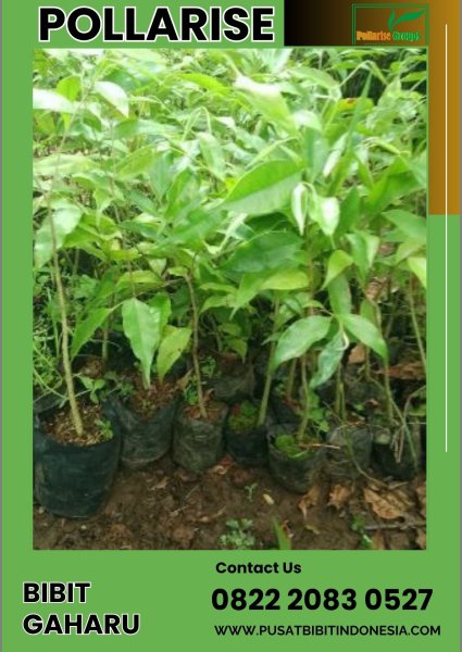 0822 2083 0527 (TSEL) Pollarise Harga Bibit Gaharu Super King