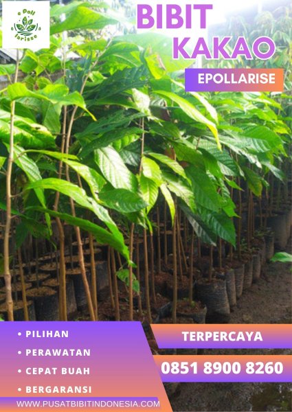 0851 8900 8260 (TSEL) e Bibit Coklat Medan, Bibit Coklat Mee