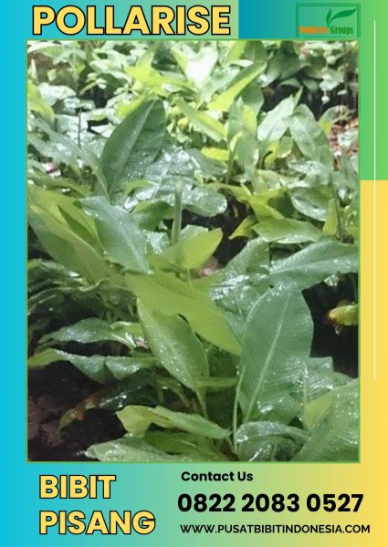 0822.2083.0527 (Tsel) Jual Bibit Pisang Kediri