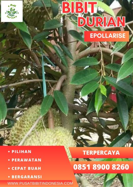 0851.8900.8260 (Tsel)  Jual Bibit Durian Petruk, Jual Bibit Durian Petruk Jogja