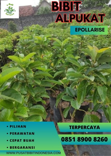 0851.8900.8260 (tsel) epollarise  Bibit Alpukat Mentega Tanpa Biji
