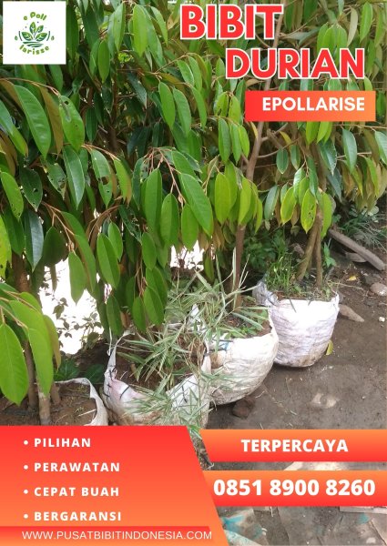 0851.8900.8260 (Tsel)  Bibit Durian Montong Di Malang, Bibit Durian Montong Di Lampung