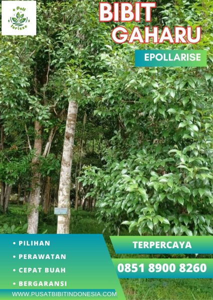 0851 8900 8260 (TSEL) epollarise Bibit Pohon Gaharu Jawa Timur