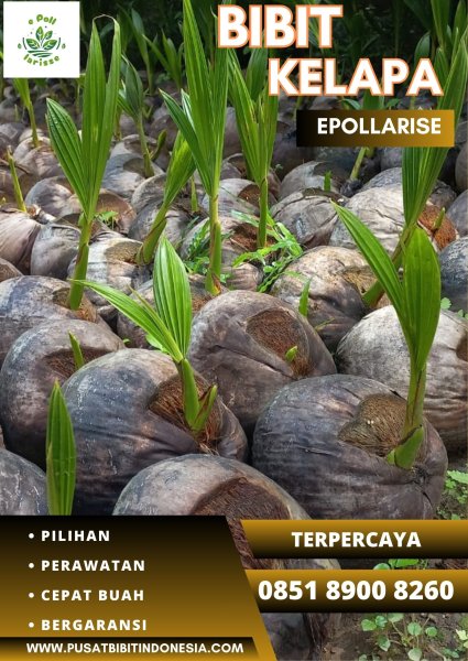 0851.8900.8260 (TSEL) epollarise  Bibit Kelapa Kopyor Hibrida